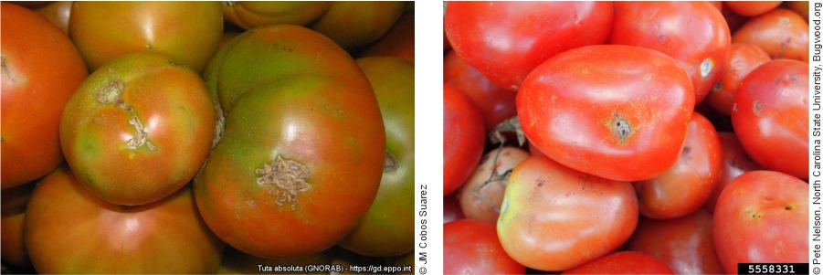 Daños causados por Tuta absoluta en tomates maduros