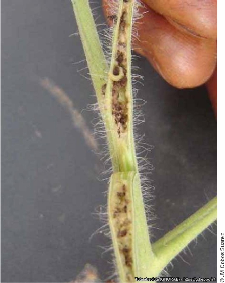 Larva de Tuta absoluta dentro de un tallo de tomate 