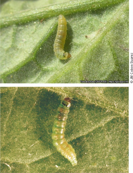 Larva de Tuta absoluta